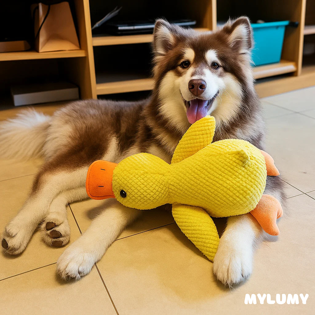 DuckBuddy - Der Bestseller